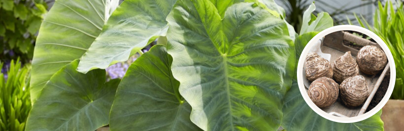 elephant ear foliage and bulbs