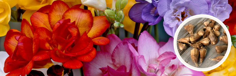 freesia blooms with bulbs