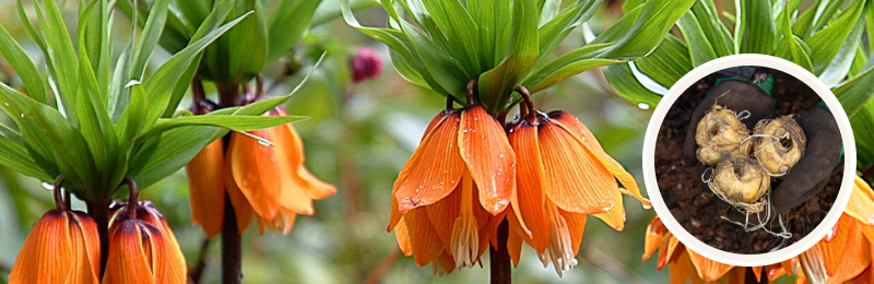 fritillaria blooms with bulbs