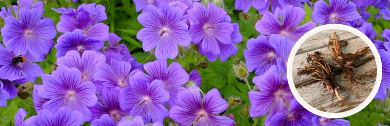 Geranium Bulbs