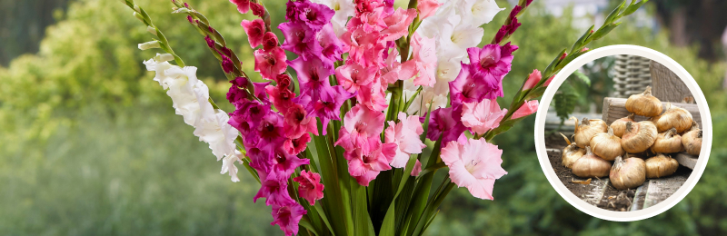 gladiolus blooms with bulbs