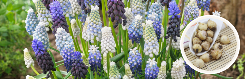 grape hyacinth blooms and bulbs