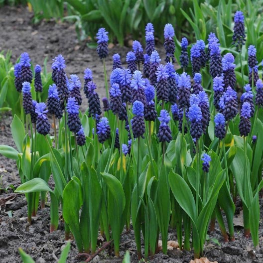 grape hyacinth muscari