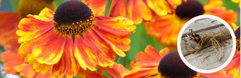 Helenium Roots