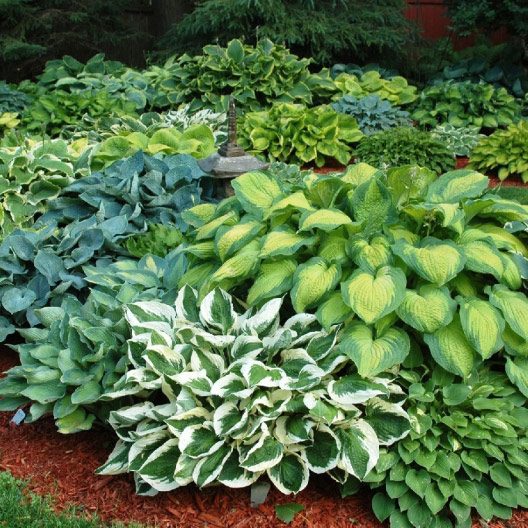 hosta mix