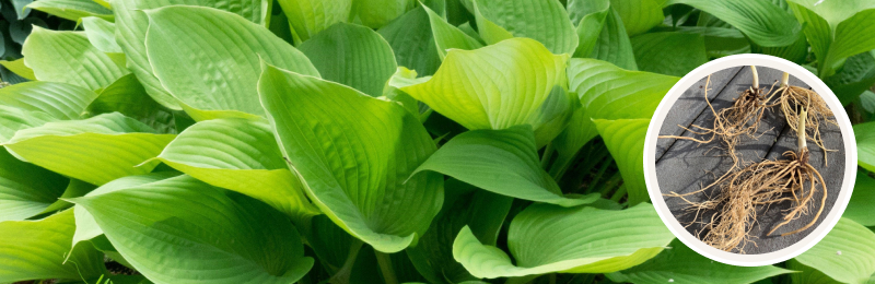 Hosta Roots