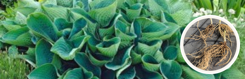 hosta foliage with bulbs