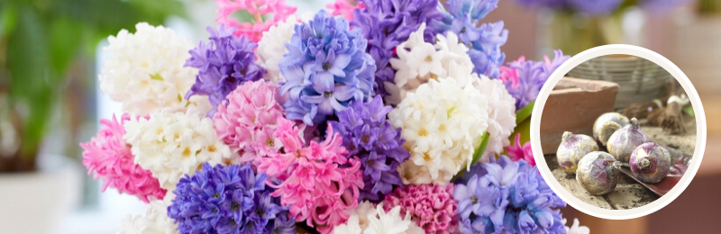 hyacinth blooms with bulbs