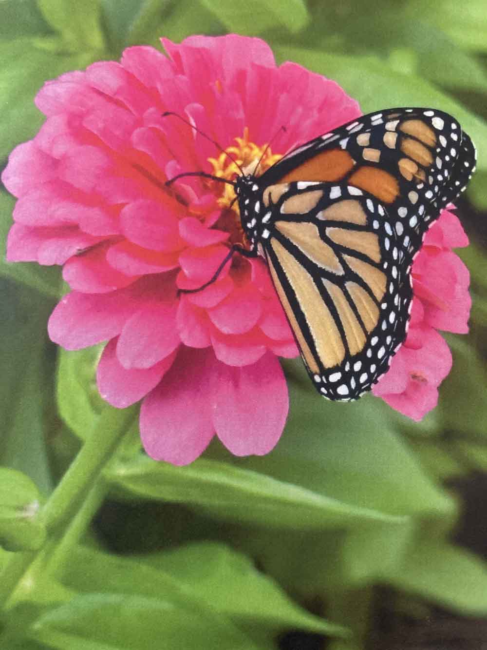 Monarch Magnet