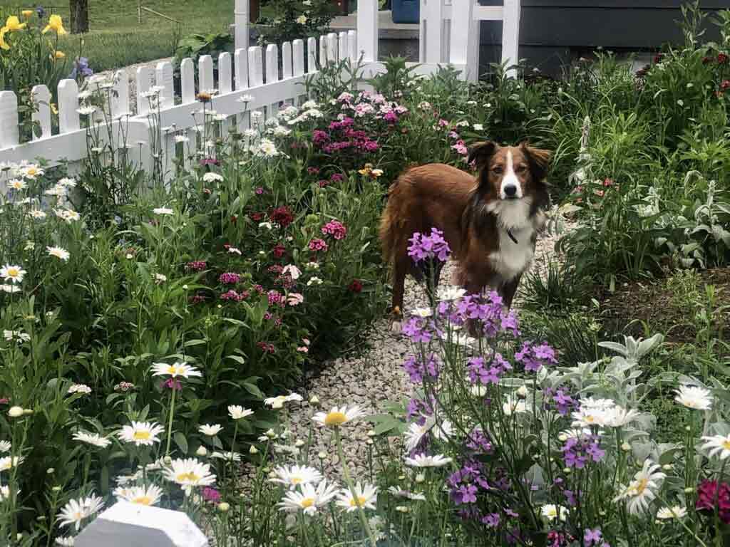 Midwest Wildflower Garden & English Shepherd