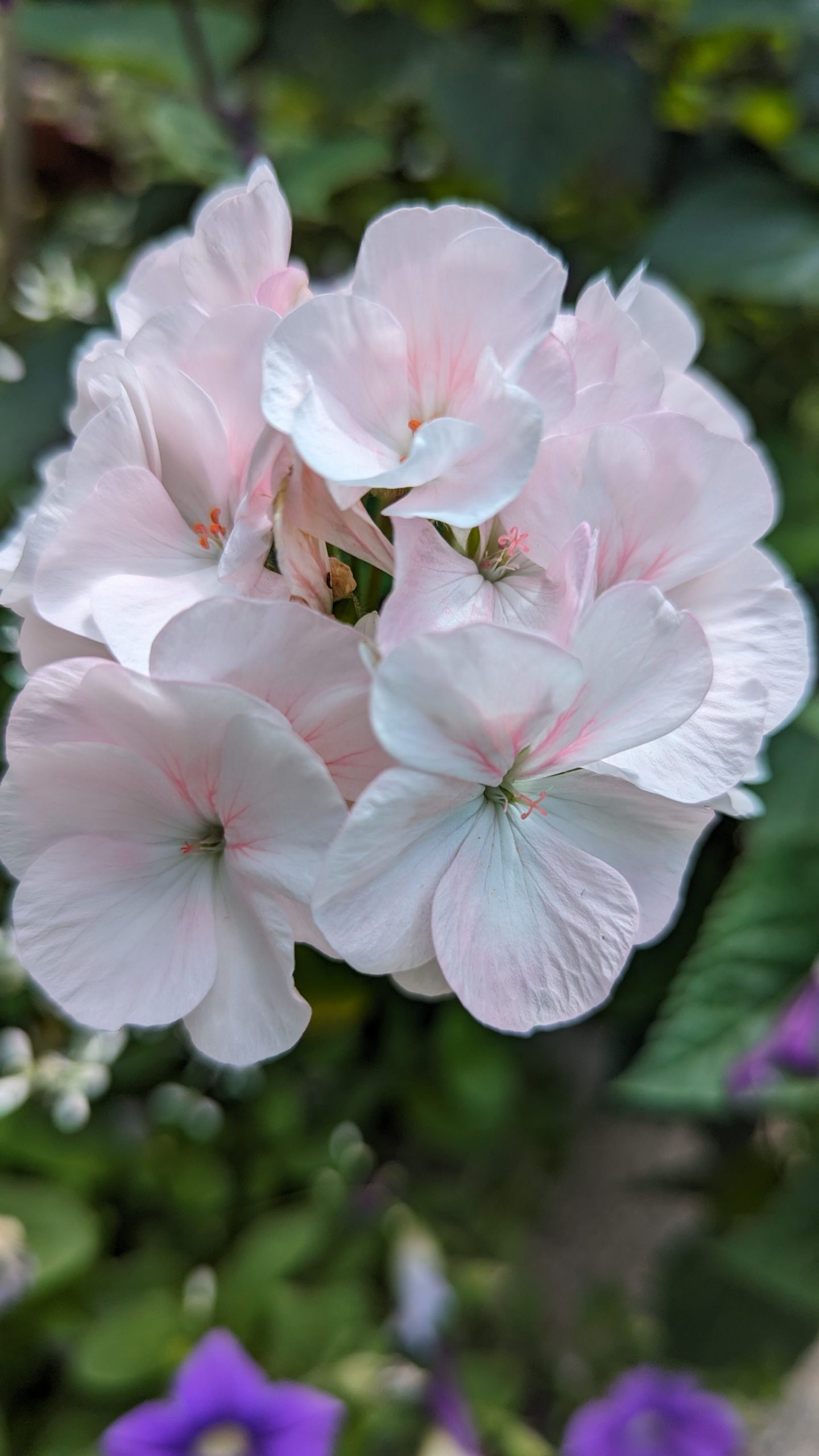 Container Garden Geraniums