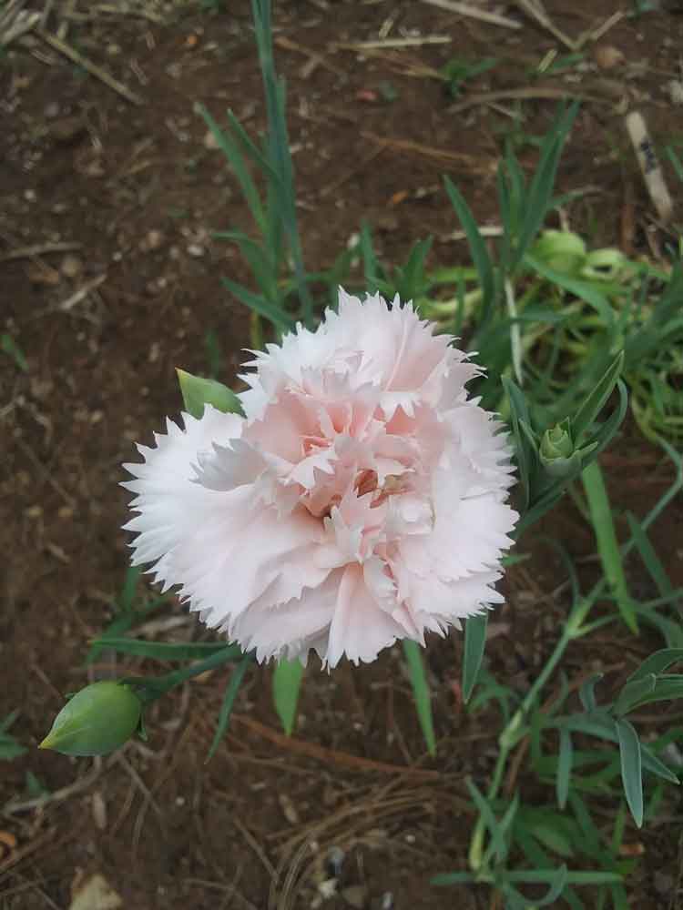 Pink Carnation