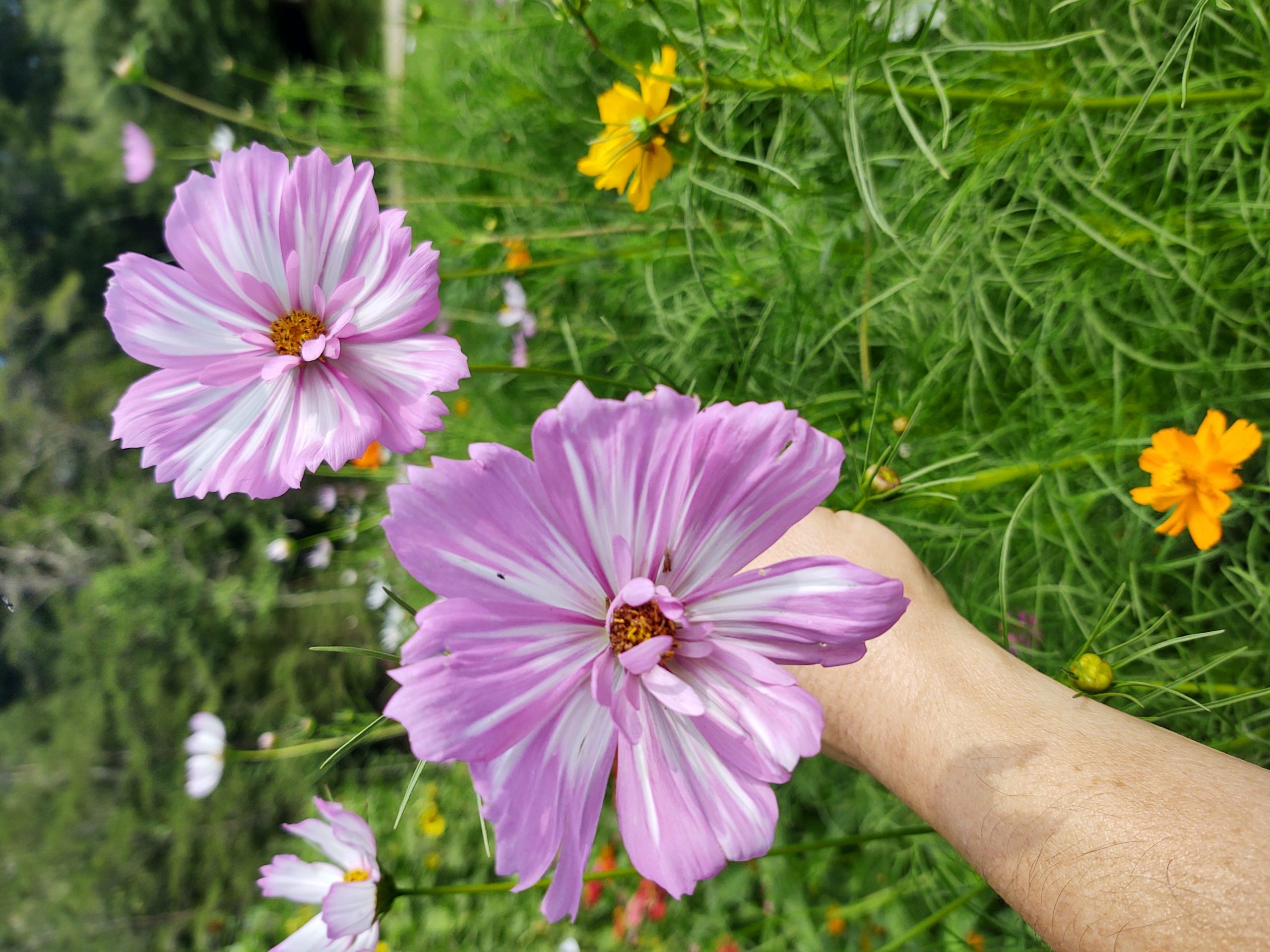 Stunning Cosmos