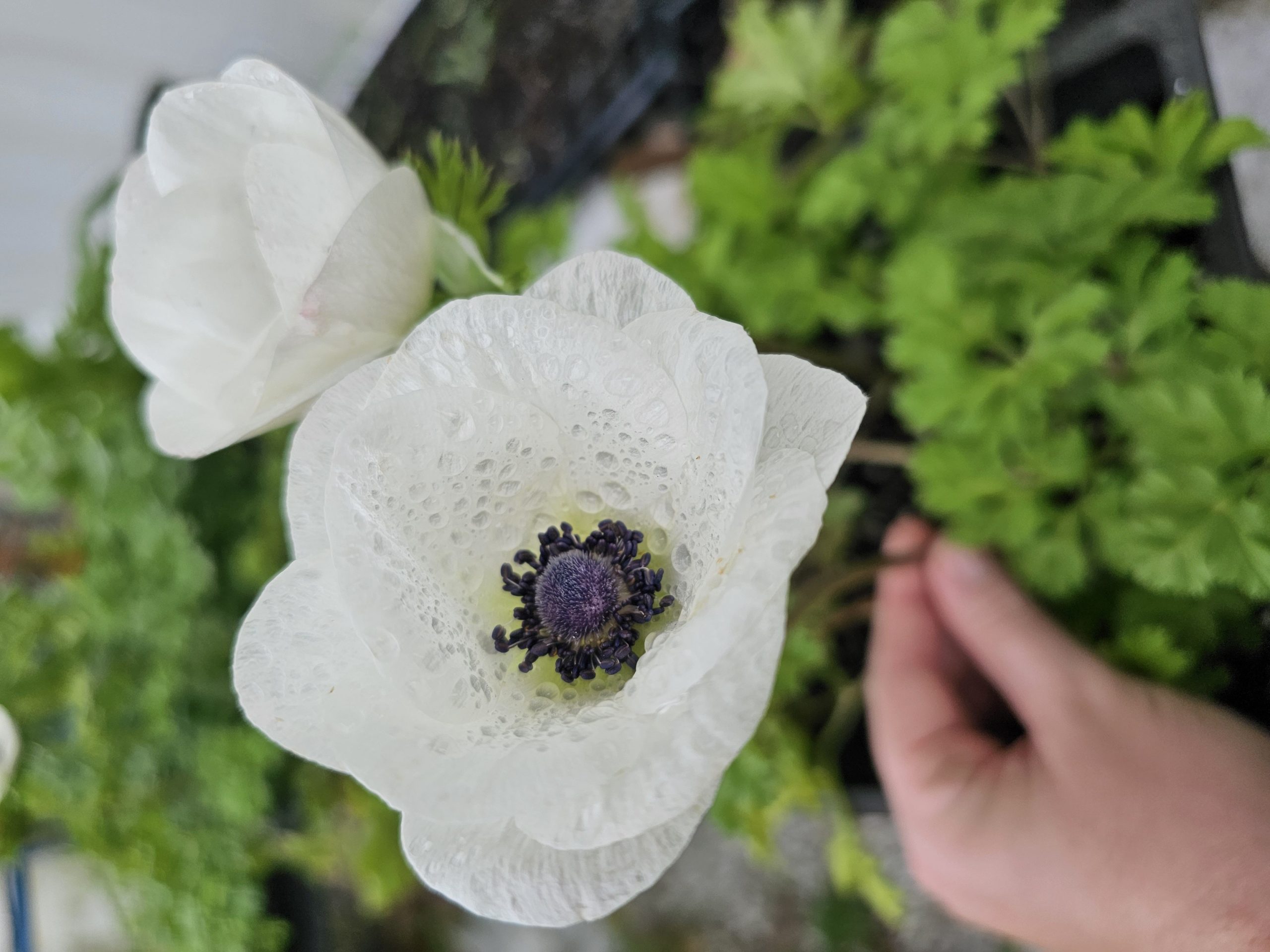 An anemone after a fresh rain!