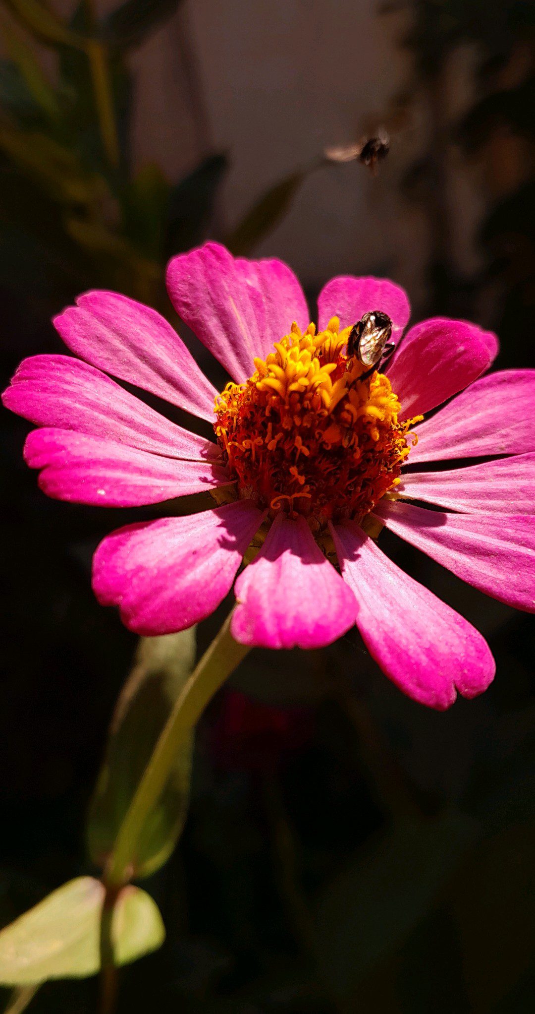 Zinnia in the morning