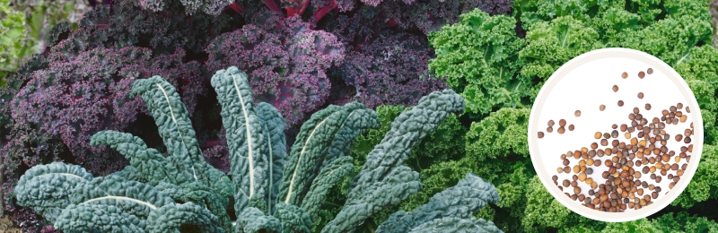 kale in garden with seeds