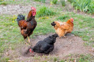 three chickens on grass