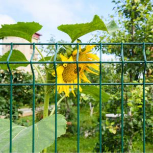 sunflower behind garden fence