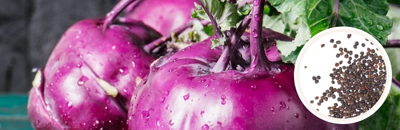 kohlrabi with some seeds