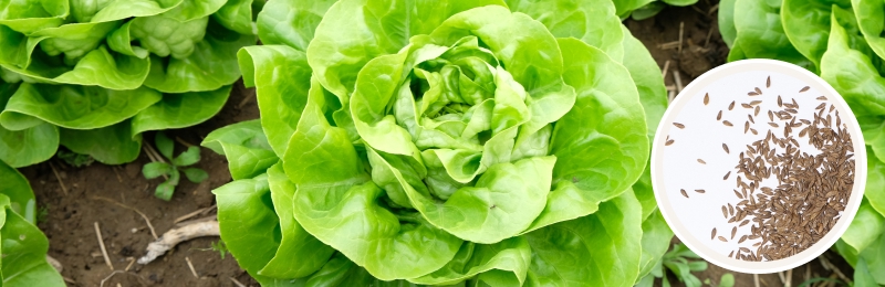 lettuce with seeds