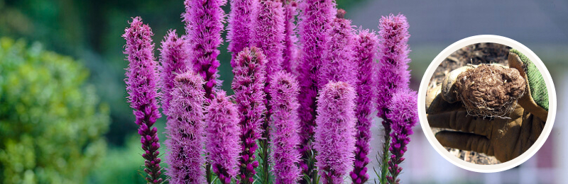 Liatris Bulbs