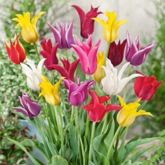 tulip lily flowering