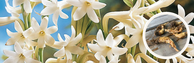 Mexican Tuberose Bulbs