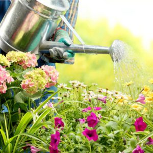 watering plants