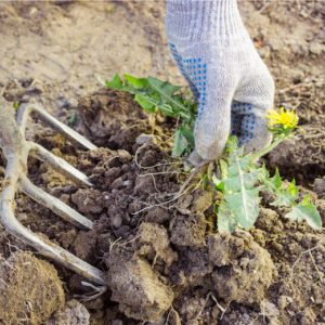 weeding a garden