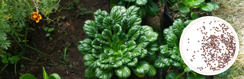 mustard greens in ground with seeds