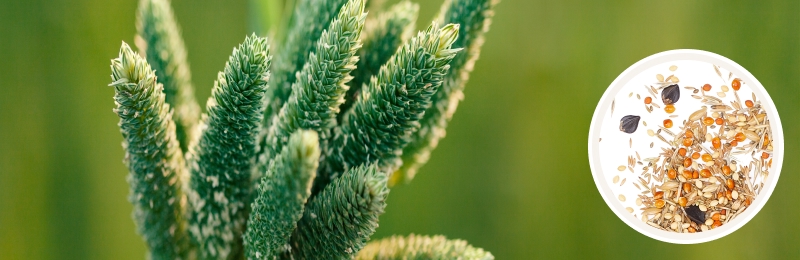 Close up of green spiky bundle on a blurred background with a circle with seeds