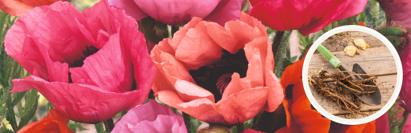 papaver blooms with roots