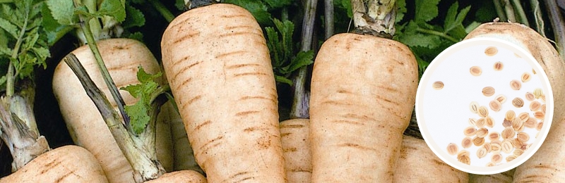 parsnips with seeds