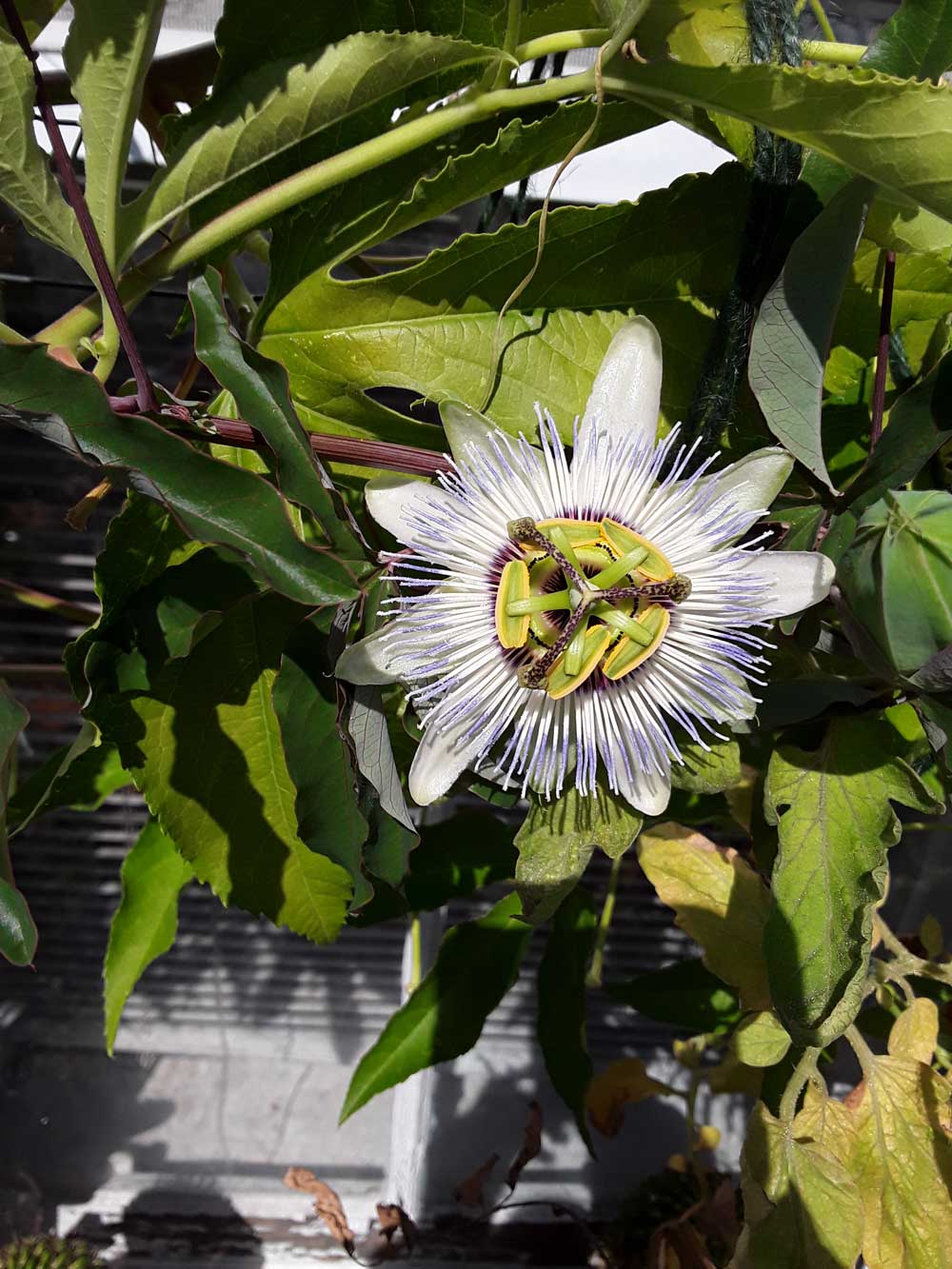 Wonderful Passiflora