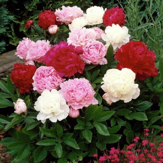 mix of peonies