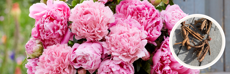 peony blooms with roots