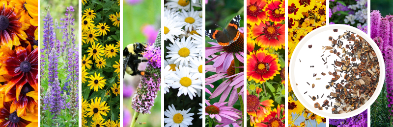 various perennial flowers with seeds