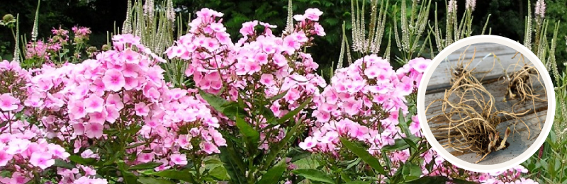 phlox blooms with roots