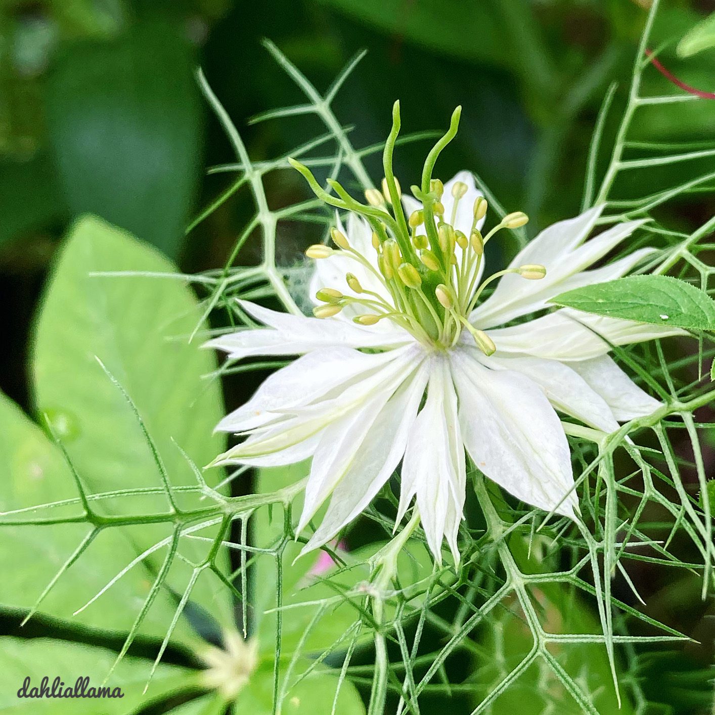 love-in-a-mist’ close up