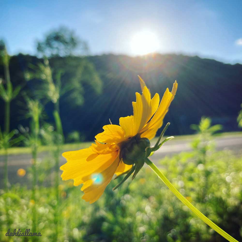 tickseed close up at sunset