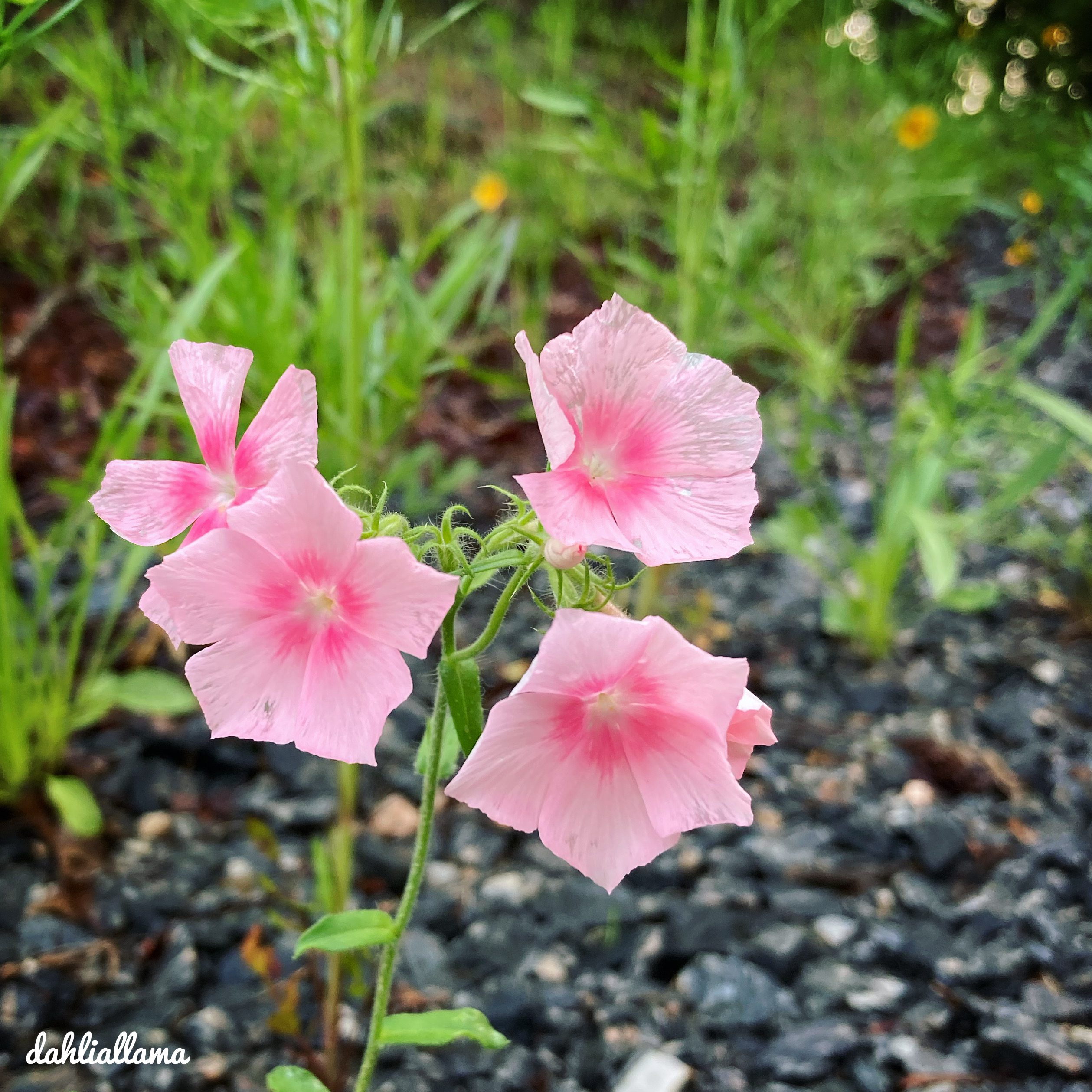 pretty in pink