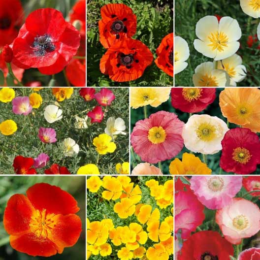 poppy seed varieties