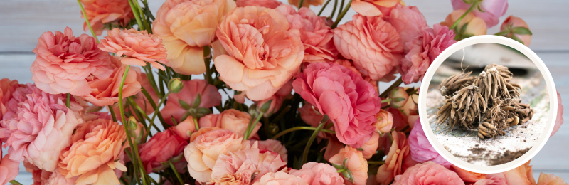 ranunculus booms with corms