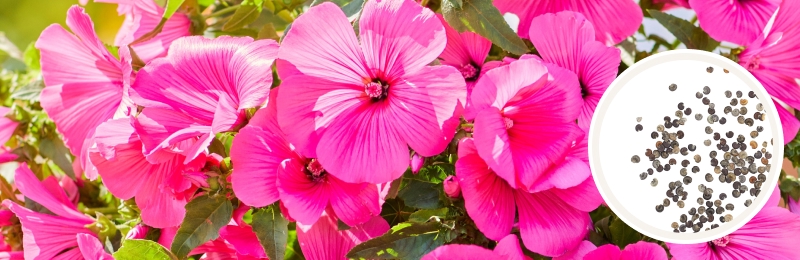 Close up of bright pink 5-petaled flowers with green foliage with a circle with seeds