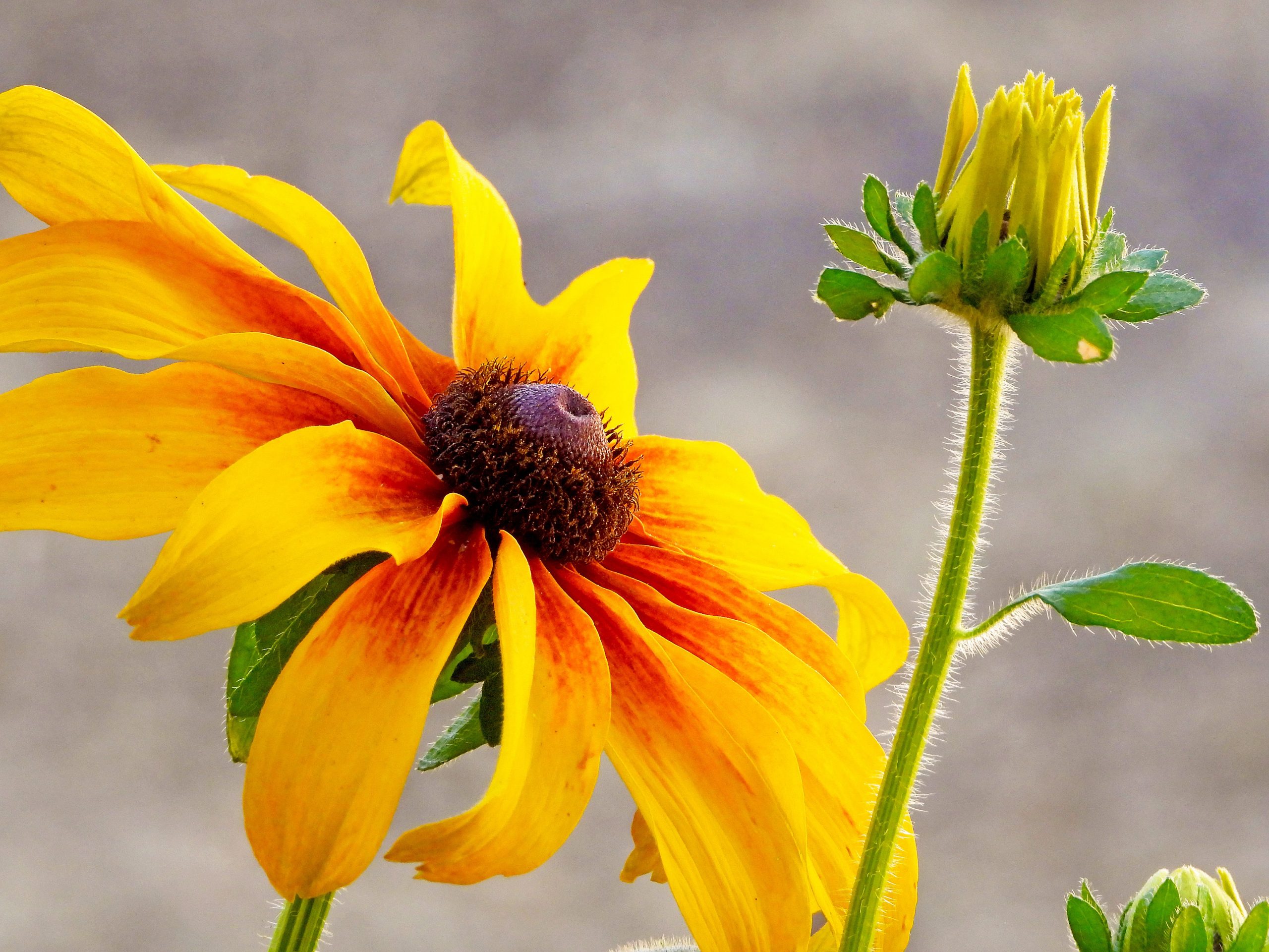 Summer Rudbeckia