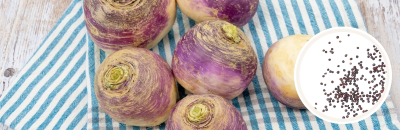 Rutabaga Seeds