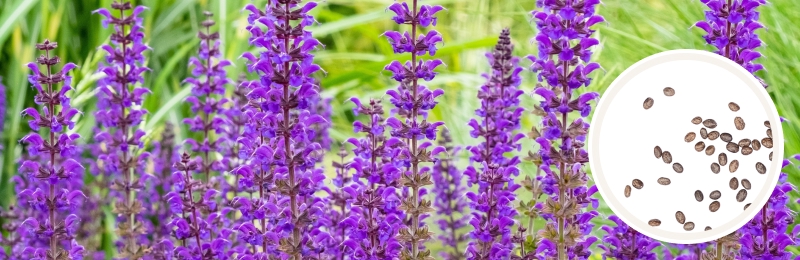 Tall purple flowering stalks with green grass in the background with a circle with seeds