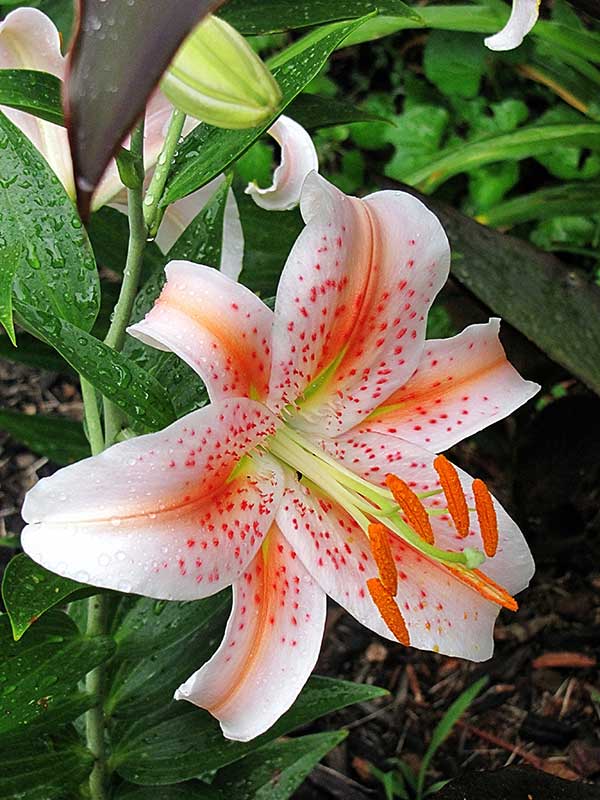 salmon star oriental lily