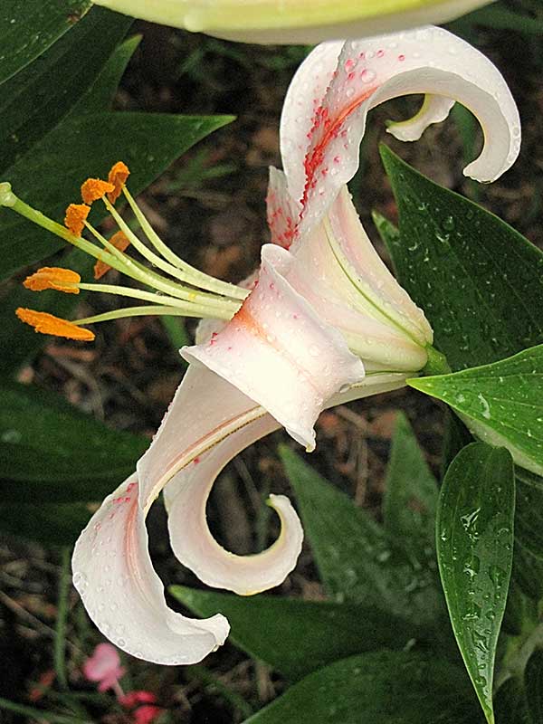 side view of salmon star oriental lily