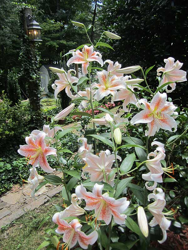 bunch of salmon star oriental lily